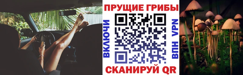 Галлюциногенные грибы Psilocybe Павлово